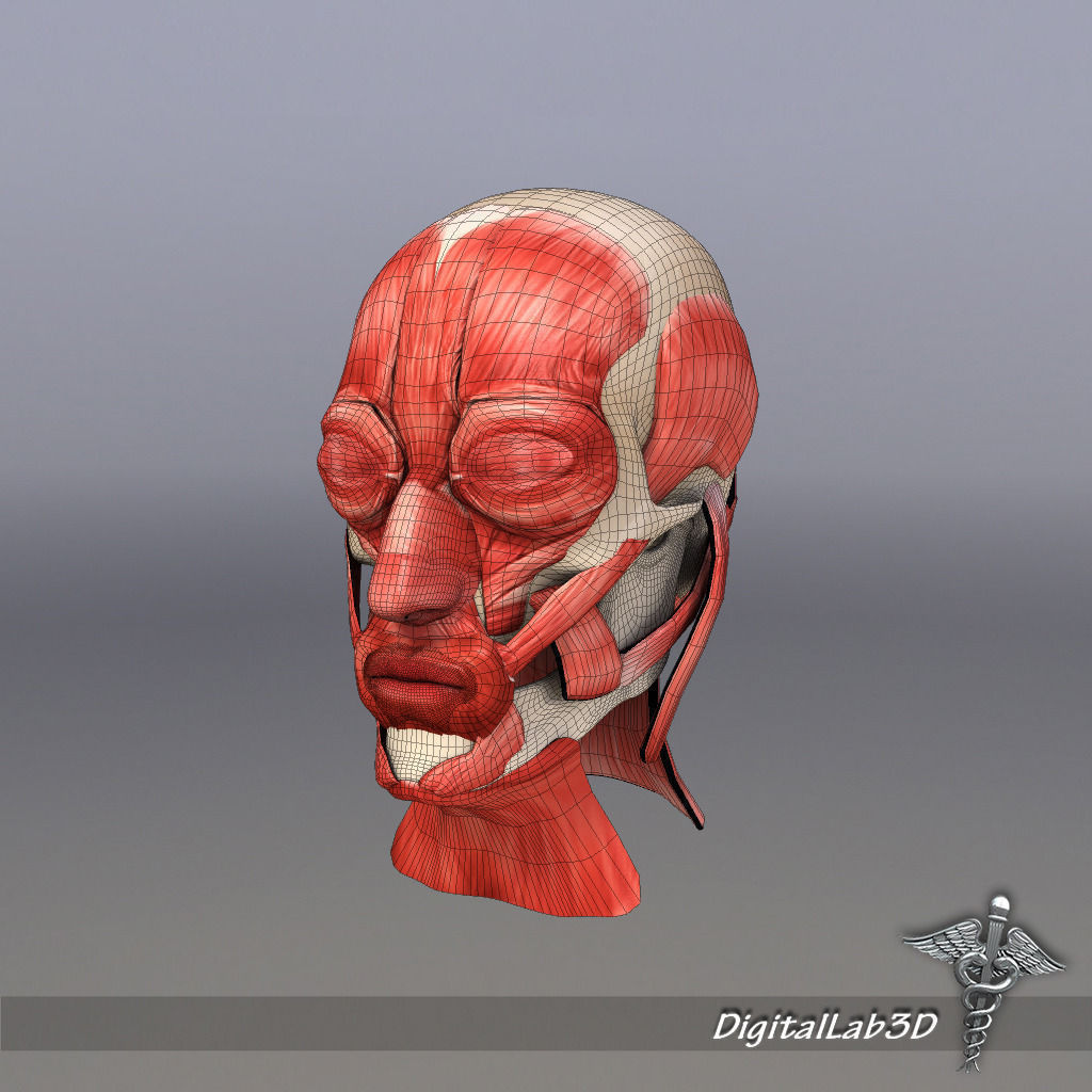 Upper Muscular System 3D Model Collection_9