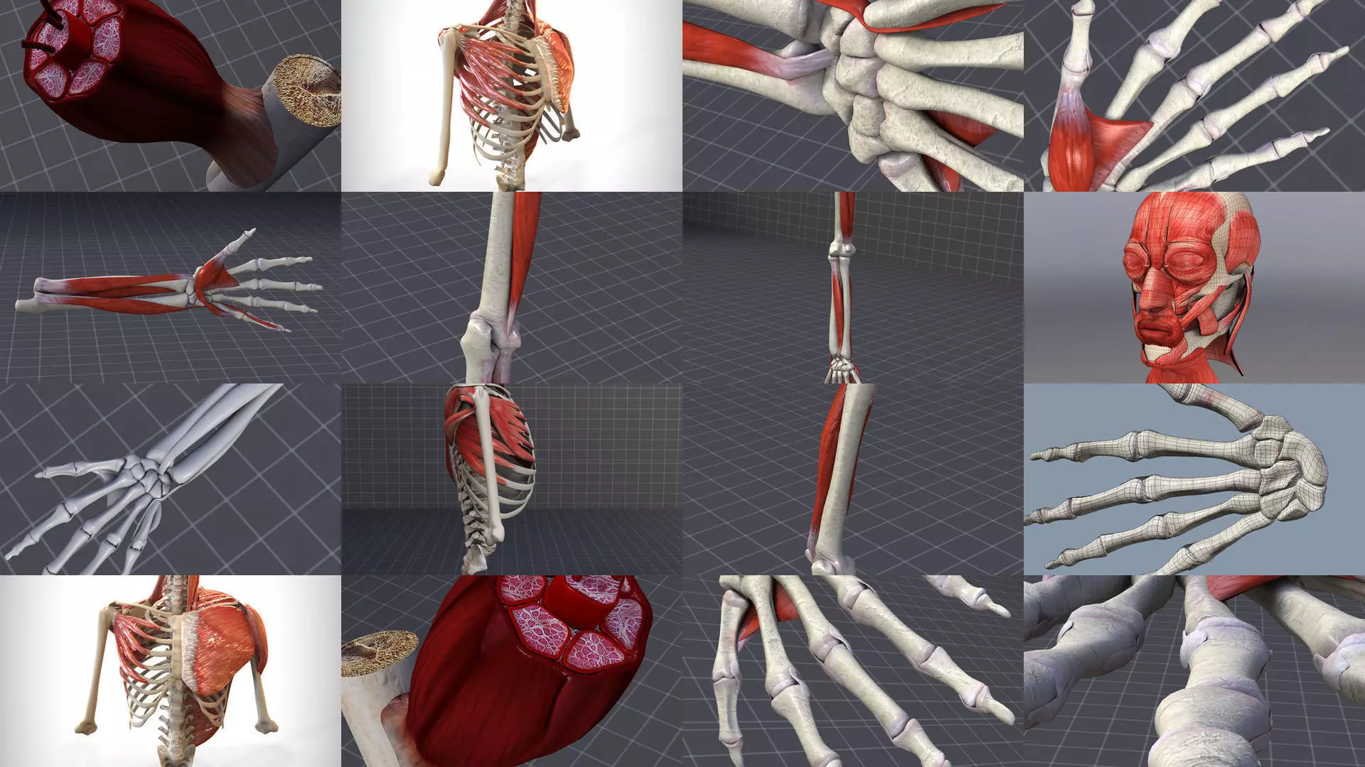 Upper Muscular System 3D Model Collection_1
