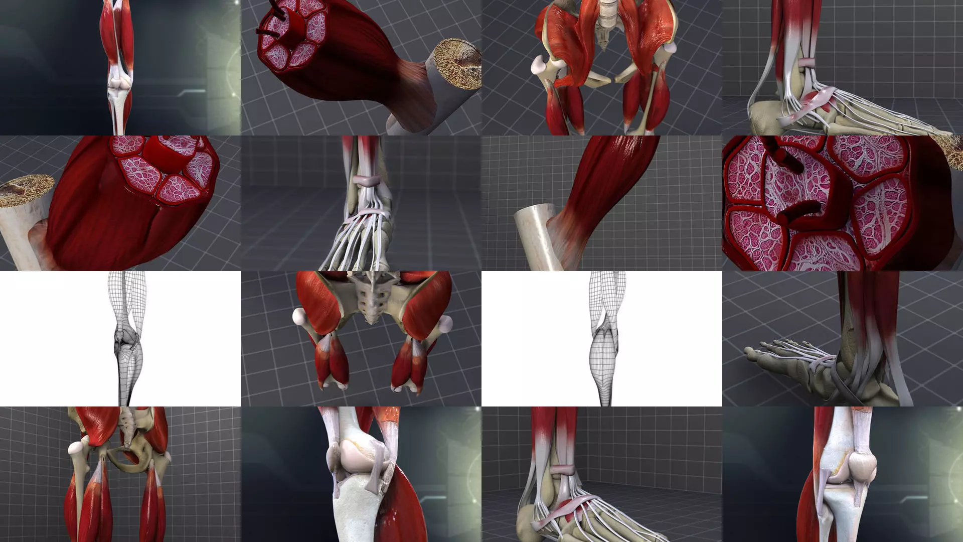 Lower Muscular System 3D Model Collection_1
