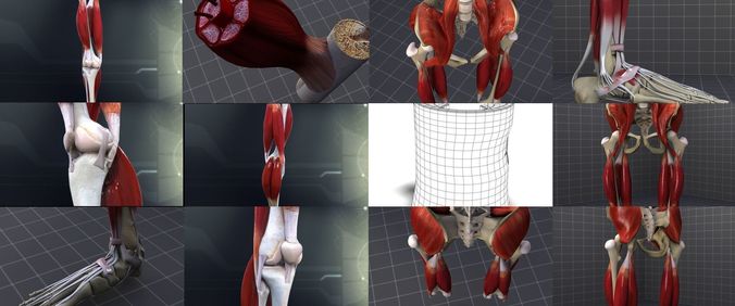 Lower Muscular System 3D Model Collection