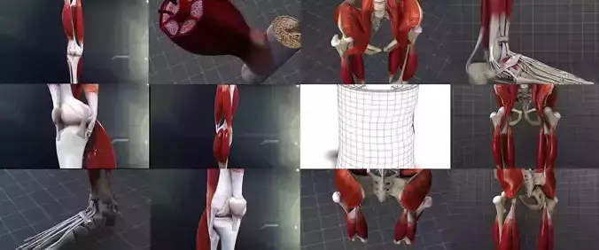 Lower Muscular System 3D Model Collection