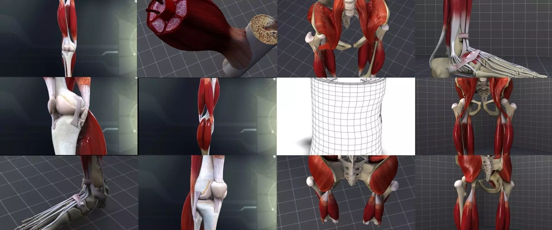Lower Muscular System 3D Model Collection_0