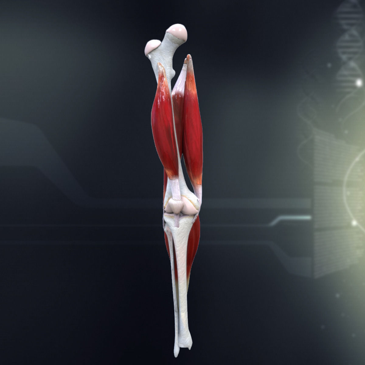 Lower Muscular System 3D Model Collection_2