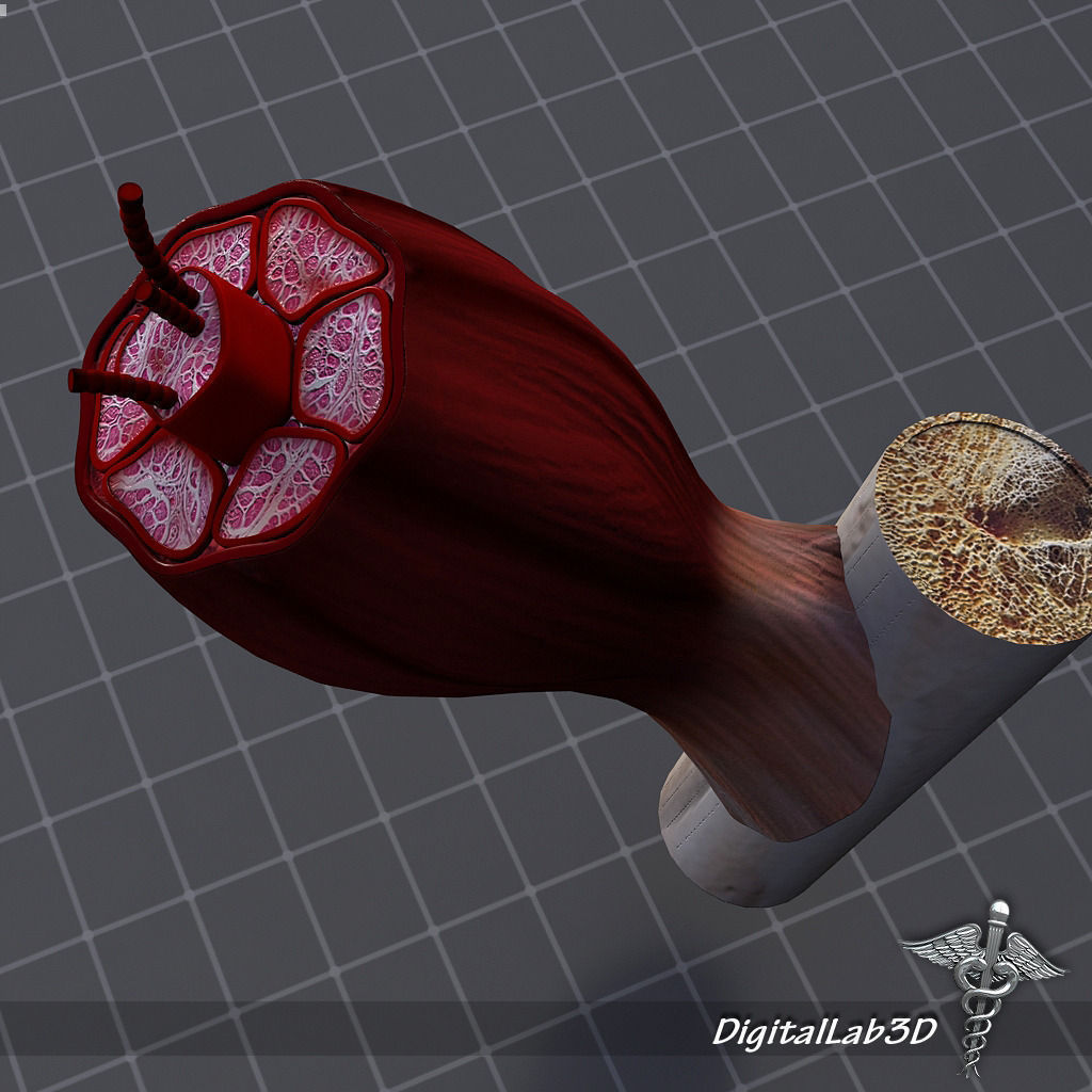 Lower Muscular System 3D Model Collection_3