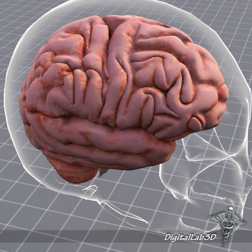 Nervous System 3D Model Collection