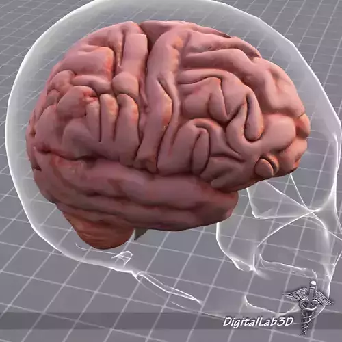 Nervous System 3D Model Collection