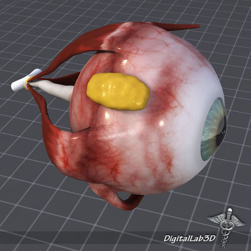 Human Sense 3D Model Collection