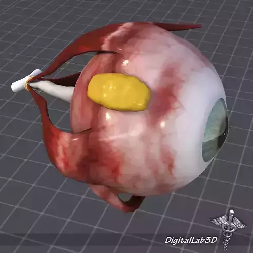 Human Sense 3D Model Collection