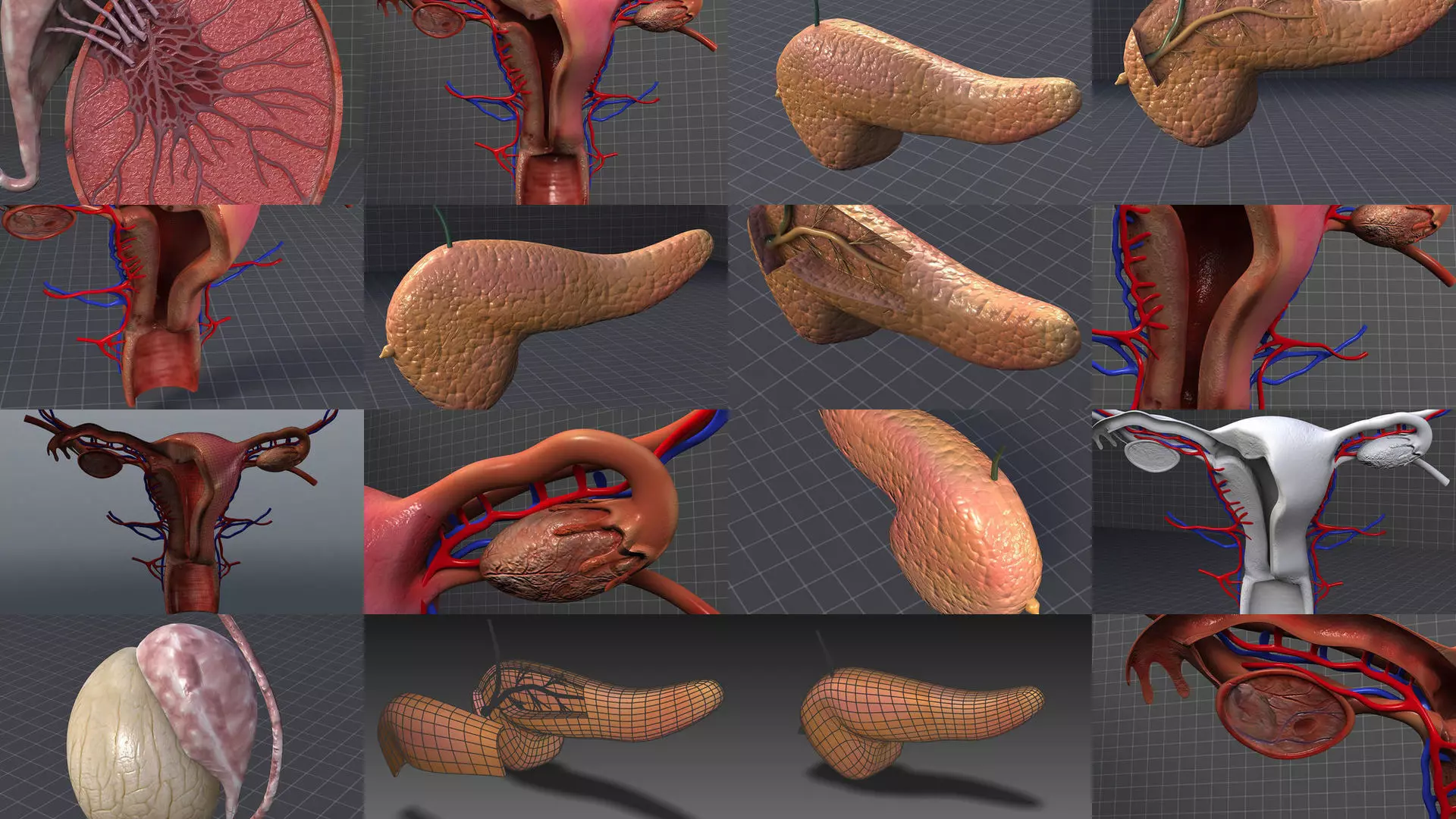 Endocrine System 3D Model Collection_1