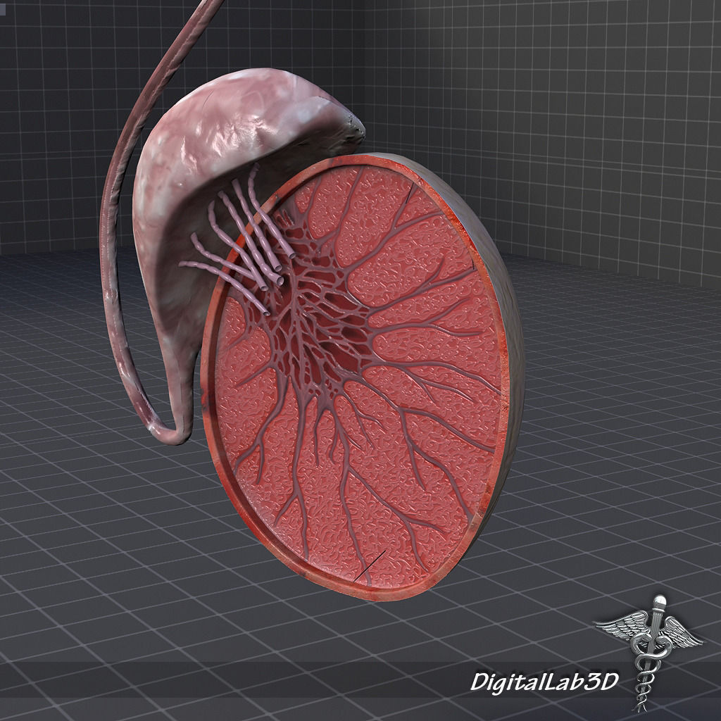 Endocrine System 3D Model Collection_4