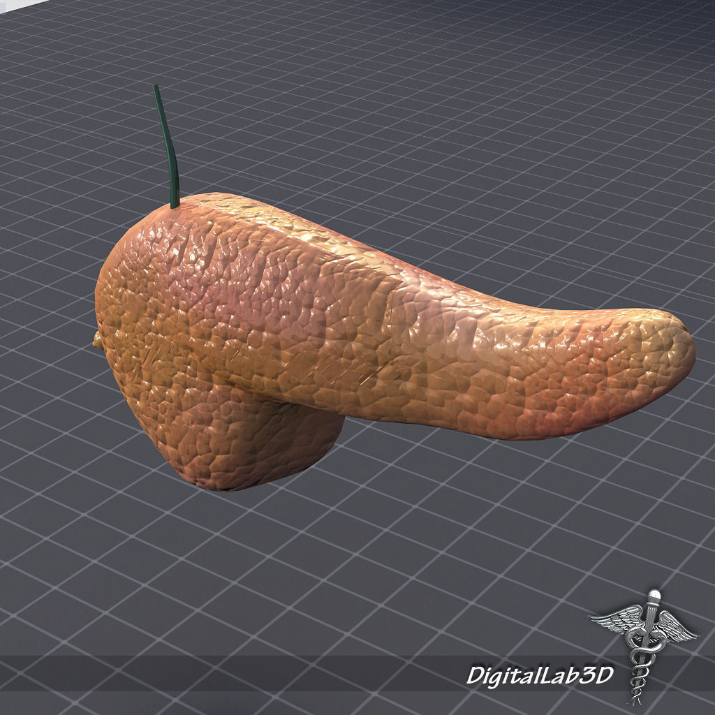 Endocrine System 3D Model Collection_7
