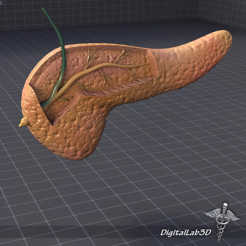 Endocrine System 3D Model Collection_0