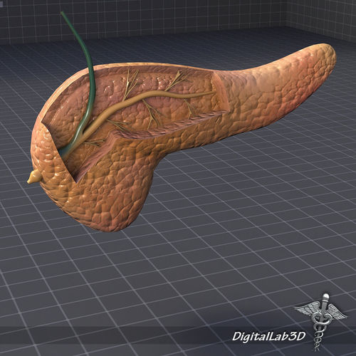 Endocrine System 3D Model Collection