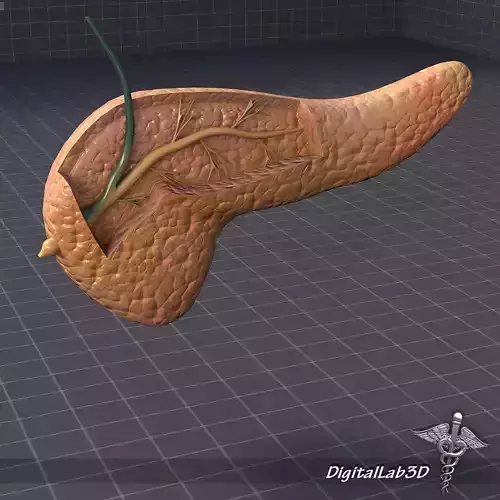 Endocrine System 3D Model Collection