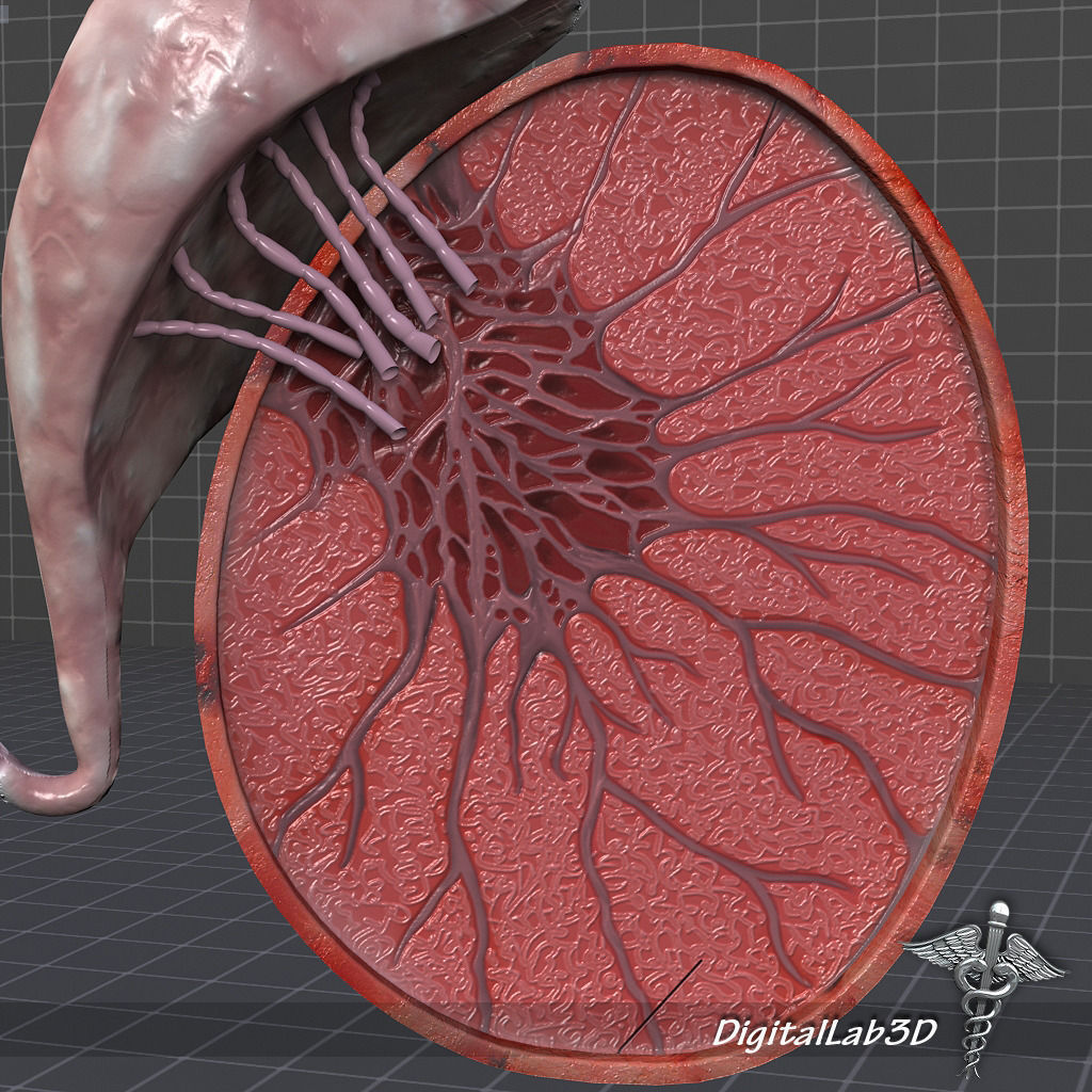 Endocrine System 3D Model Collection_3
