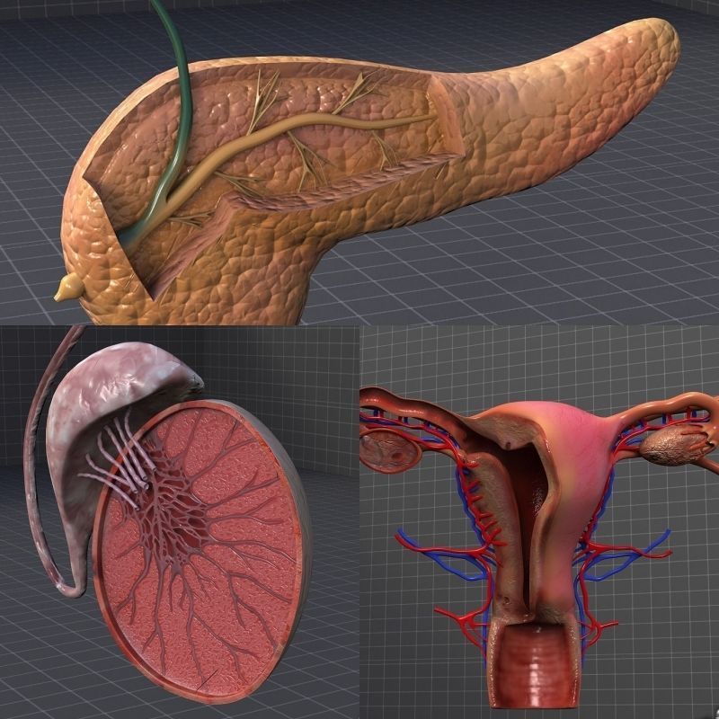 Endocrine System 3D Model Collection_8