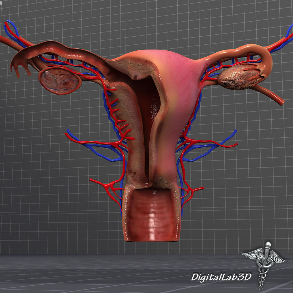 Endocrine System 3D Model Collection_5
