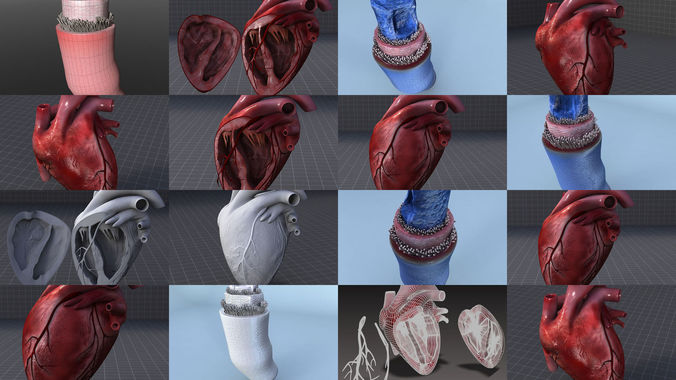 Circulatory System and the Heart 3D Model Collection