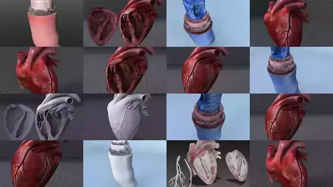 Circulatory System and the Heart 3D Model Collection
