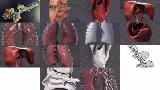 Respiratory System 3D Model Collection