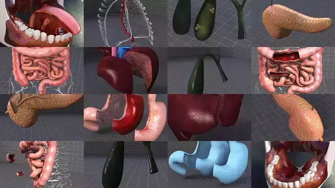 Digestive System External and Anatomy 3D Model Collection