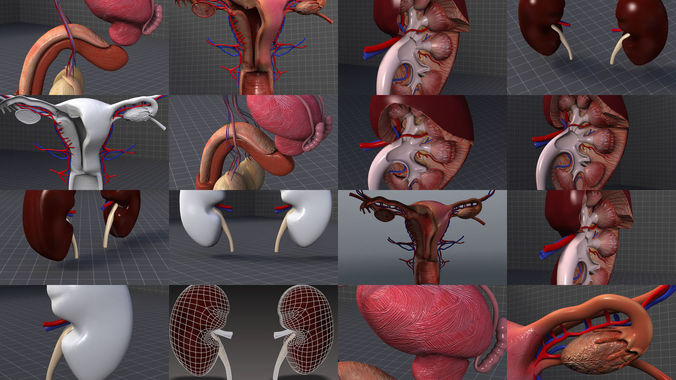 Urinary System External and Anatomy 3D Model Collection