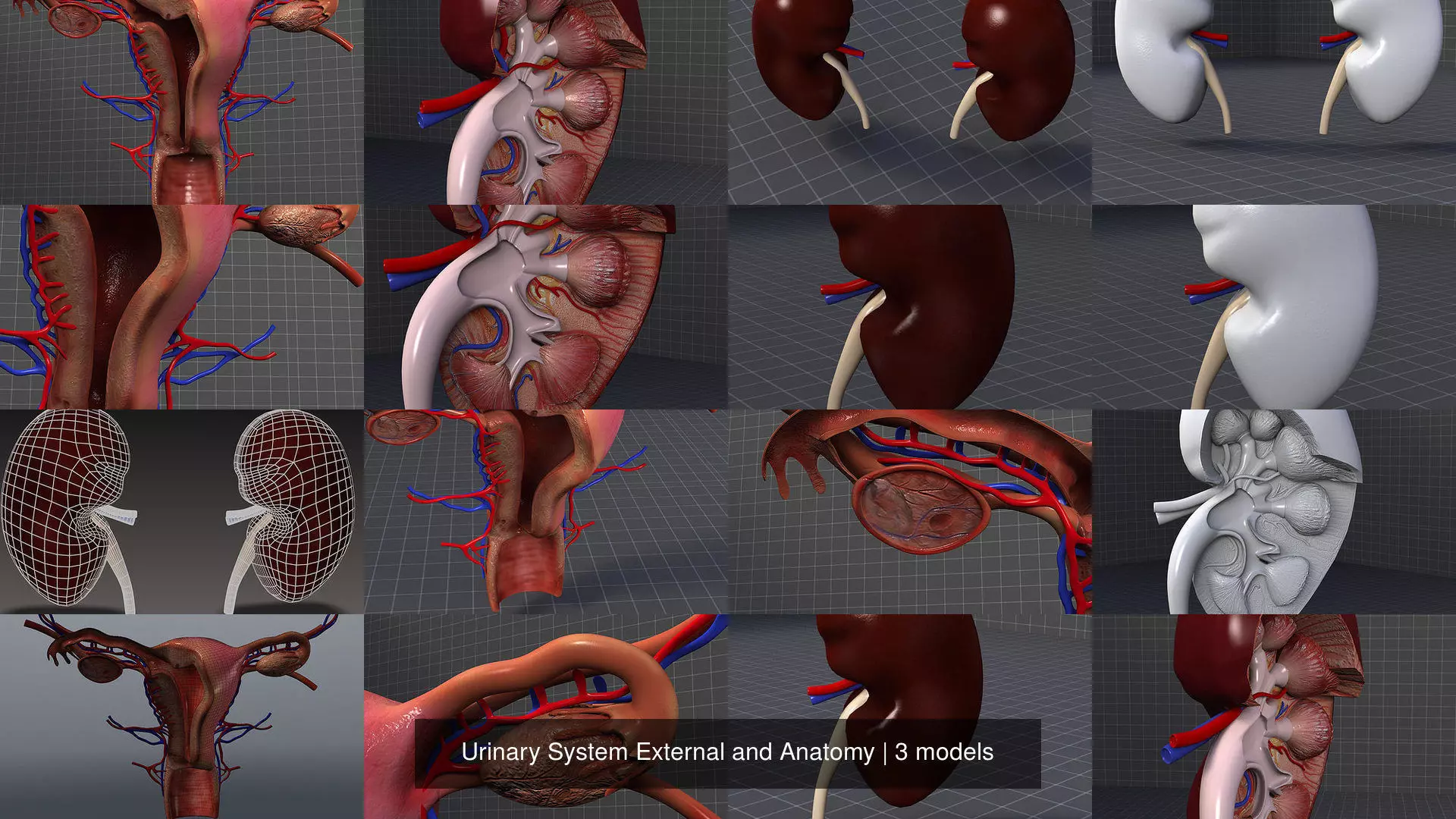 Urinary System External and Anatomy 3D Model Collection_1