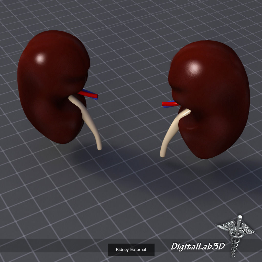 Urinary System External and Anatomy 3D Model Collection_4