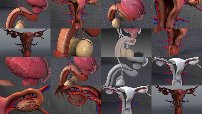 Male and Female Reproductive System 3D Model Collection