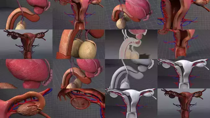 Male and Female Reproductive System 3D Model Collection
