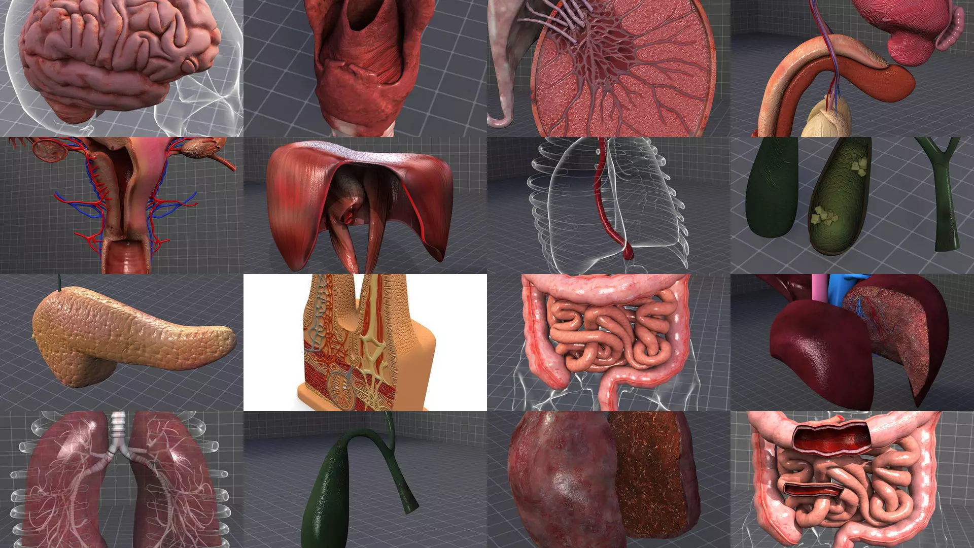 Complete Internal Organs Package 3D Model Collection_0