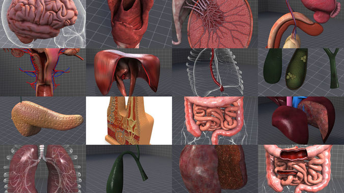 Complete Internal Organs Package 3D Model Collection