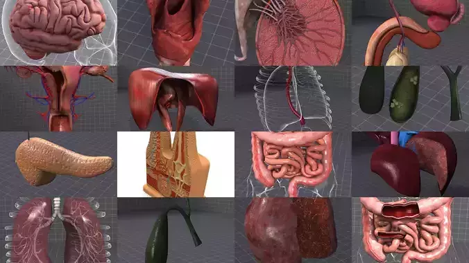 Complete Internal Organs Package 3D Model Collection