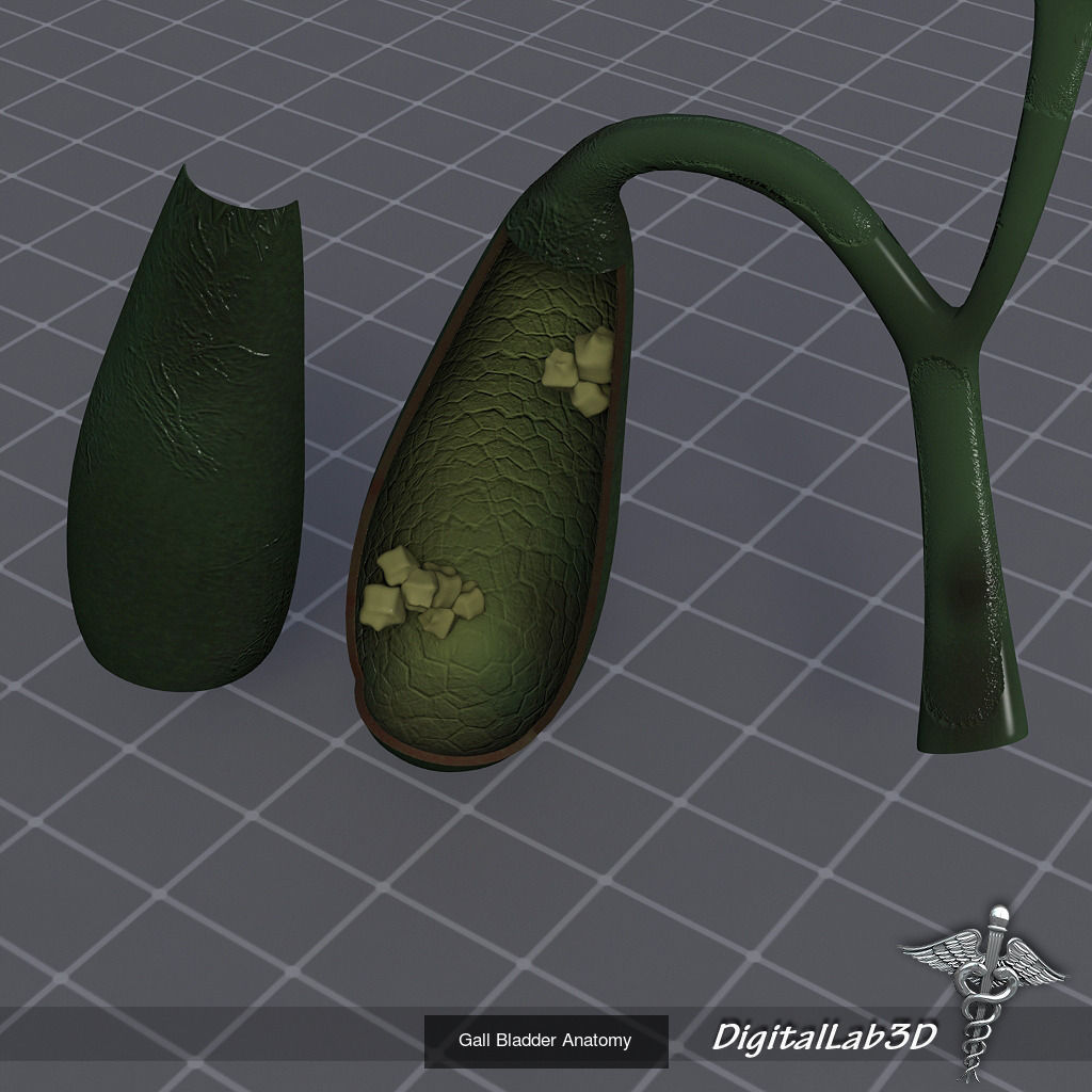 Complete Internal Organs Package 3D Model Collection_10