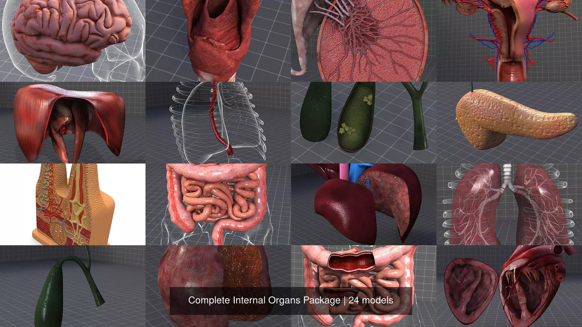 Complete Internal Organs Package 3D Model Collection_1