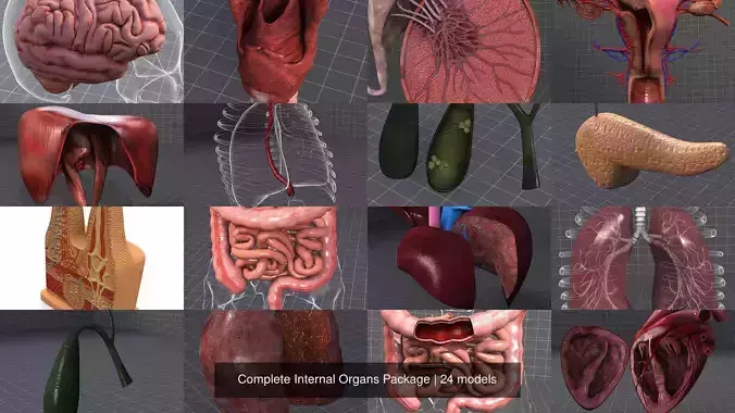 Complete Internal Organs Package