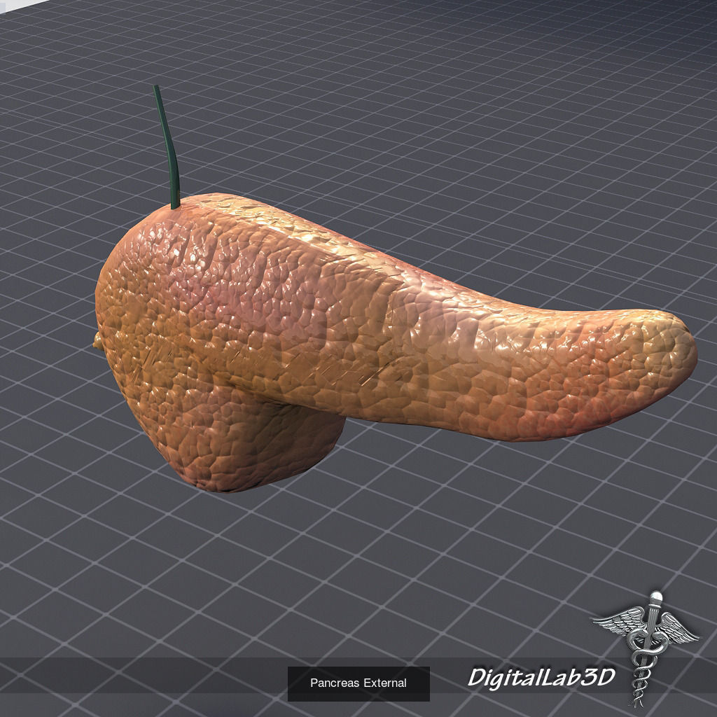 Complete Internal Organs Package 3D Model Collection_11