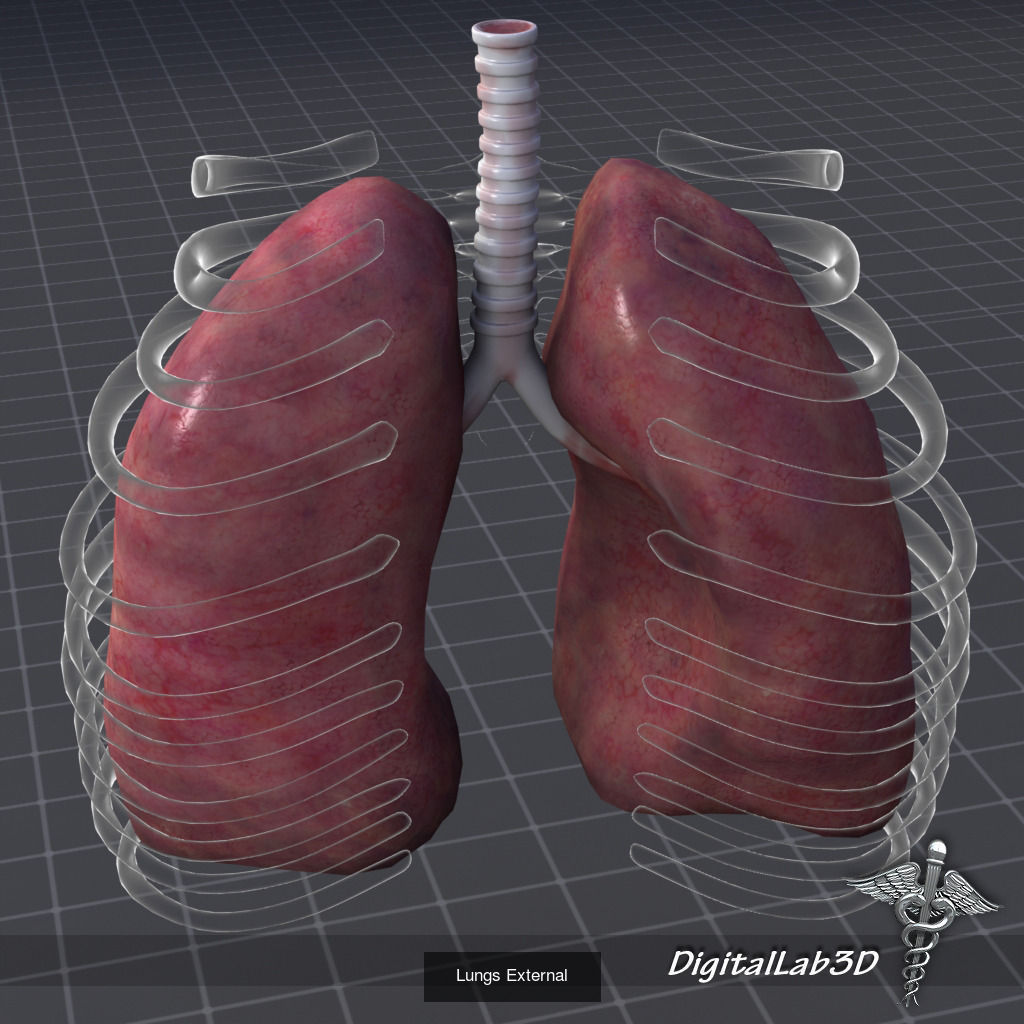Complete Internal Organs Package 3D Model Collection_22