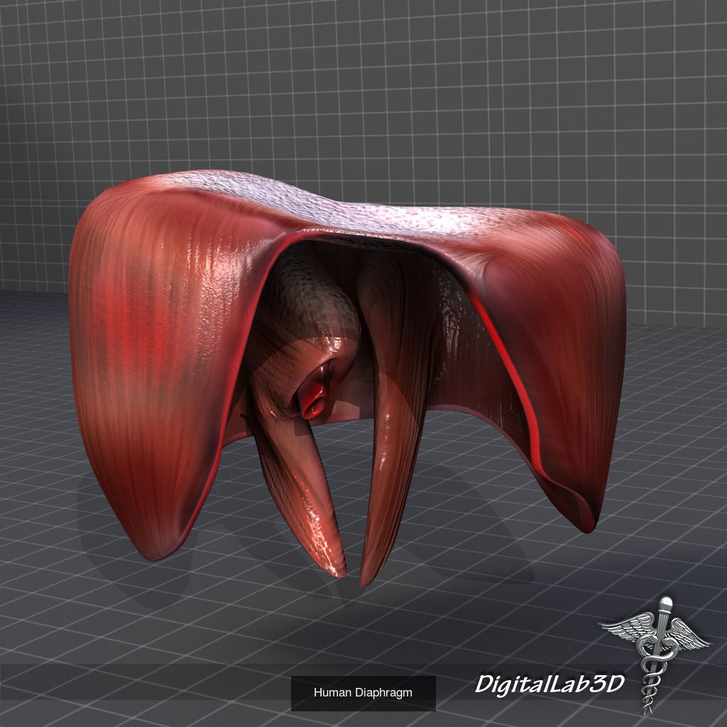 Complete Internal Organs Package 3D Model Collection_8
