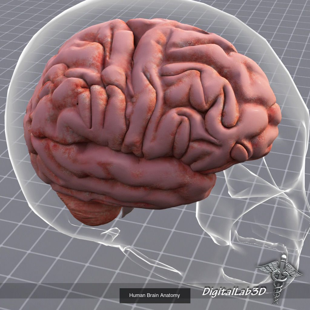 Complete Internal Organs Package 3D Model Collection_4