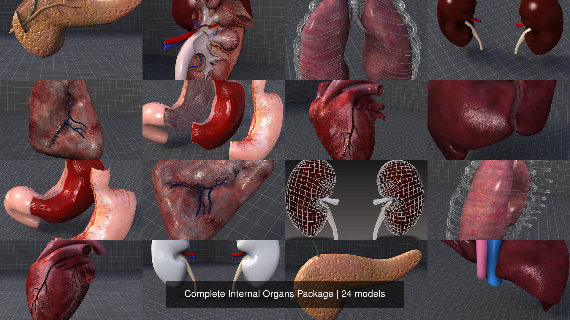 Complete Internal Organs Package 3D Model Collection_3