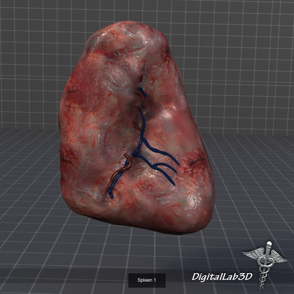 Complete Internal Organs Package 3D Model Collection_24