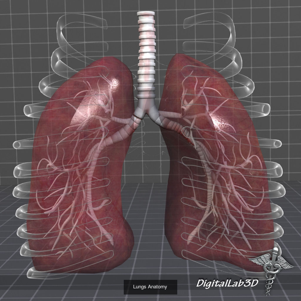 Complete Internal Organs Package 3D Model Collection_15