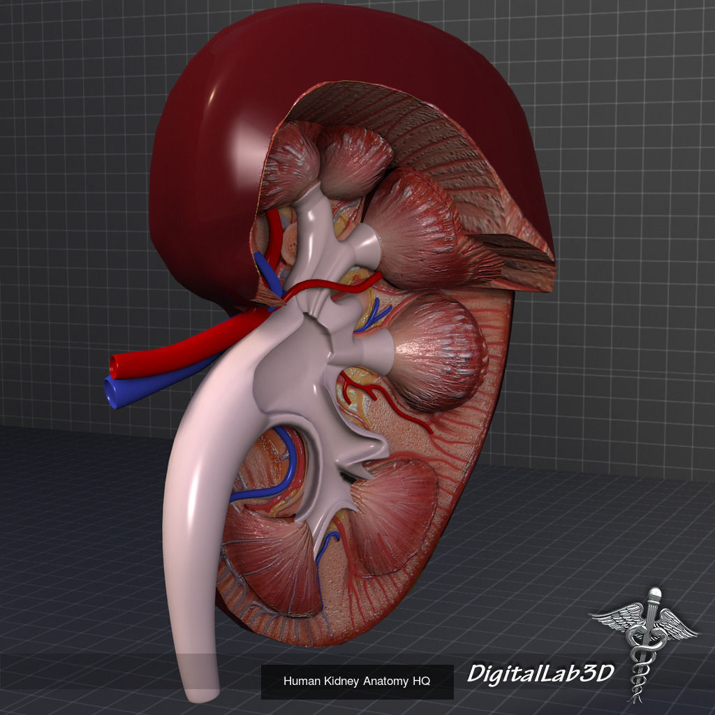 Complete Internal Organs Package 3D Model Collection_21