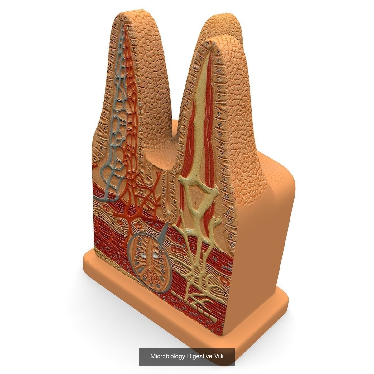 Complete Internal Organs Package 3D Model Collection_12