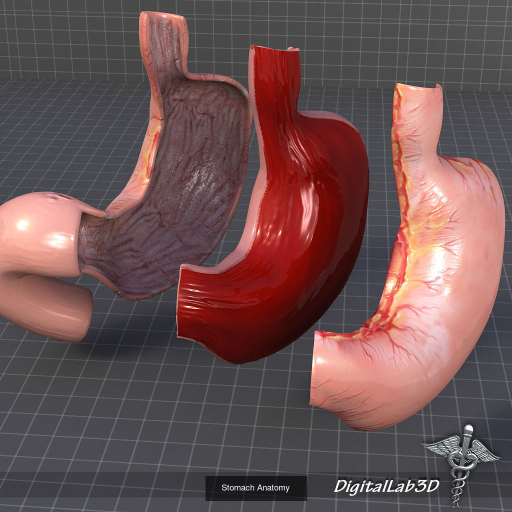 Complete Internal Organs Package 3D Model Collection_25