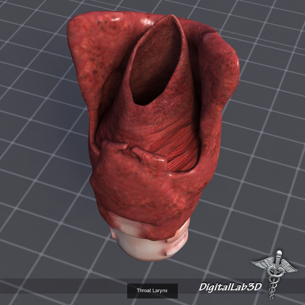 Complete Internal Organs Package 3D Model Collection_5
