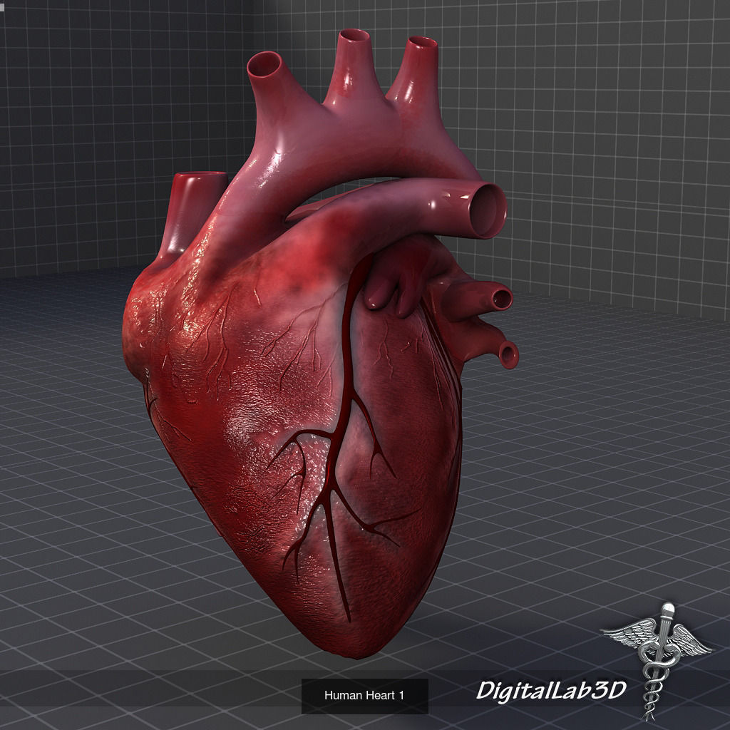 Complete Internal Organs Package 3D Model Collection_26