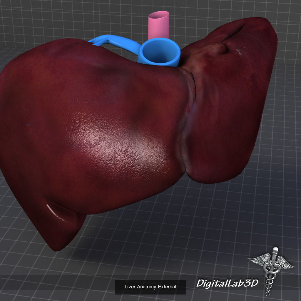 Complete Internal Organs Package 3D Model Collection_27