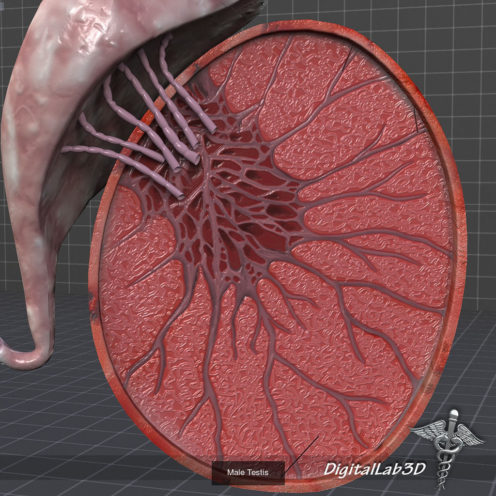 Complete Internal Organs Package 3D Model Collection_6